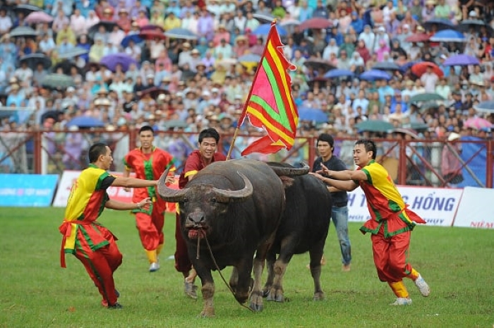 Lễ hội chọi trâu tại Đồ Sơn